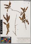 Salix aurita L. x Salix viminalis L.